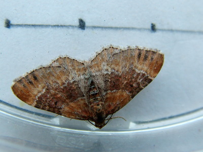 Red Twin-spot Carpet
